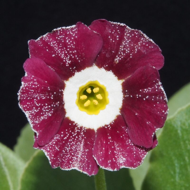 Primula x auricula ' Regency St Clements ' (ST)