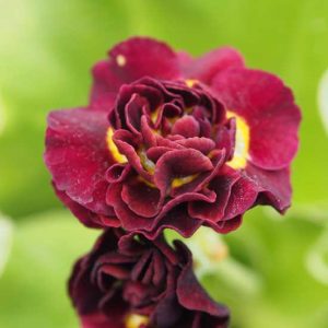 x auricula Angustura-0