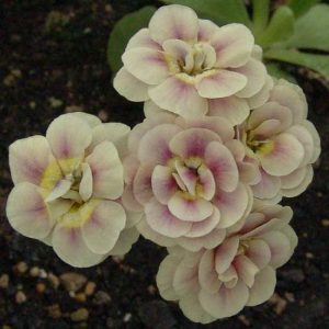 x auricula Anne Hyatt-0