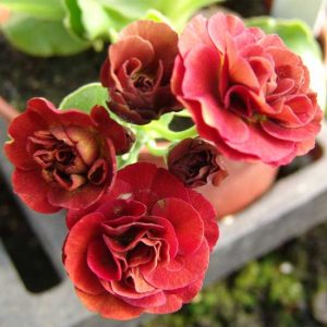x auricula Forest Fire-0