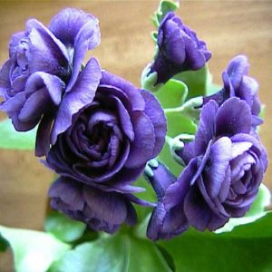 x auricula Fred Booly-0