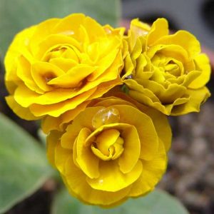 x auricula Lincoln Bullion-0