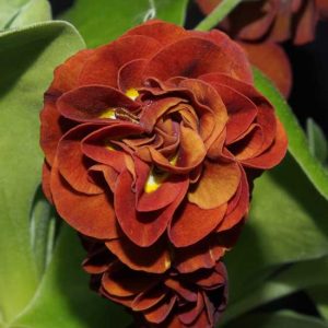 x auricula Lincoln Chestnut-0