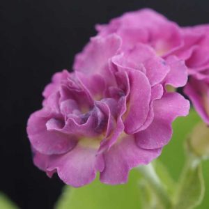 x auricula Miss Pinky-0