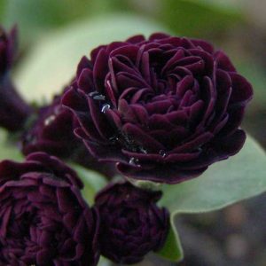 x auricula Powder Paint-0