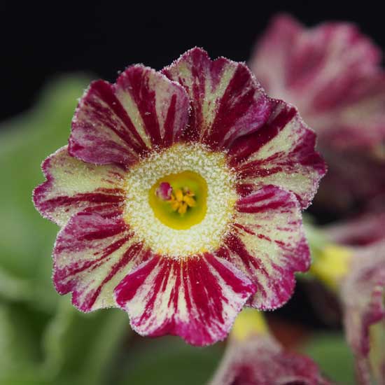 x auricula ' Ray's Gerda '-0