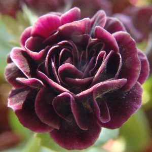 x auricula Sarah Gisby-0