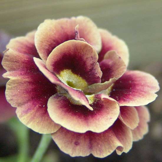 x auricula Standish-0