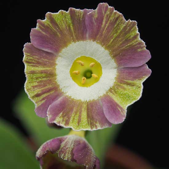 x auricula ' Femme Fatale '-0