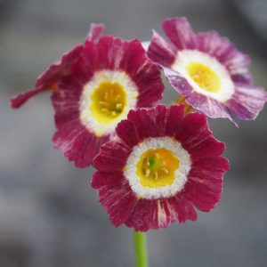 x auricula ' The Argylles '-0