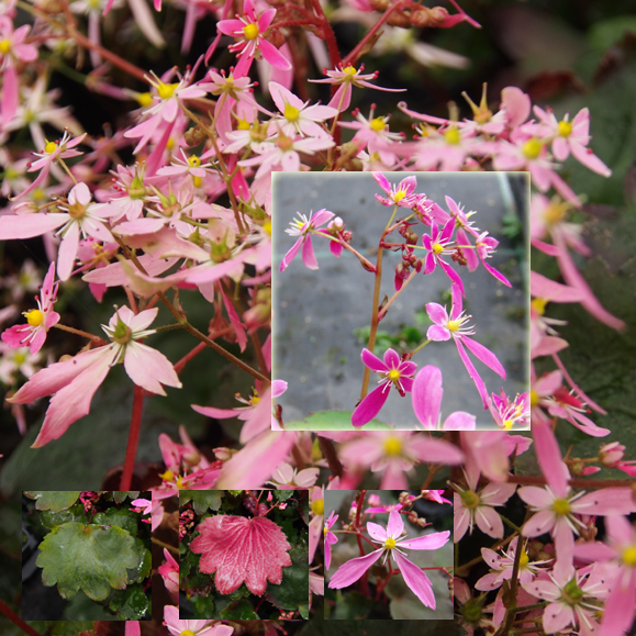 Saxifraga cortusifolia Tsurugi-dake JP