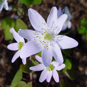 thalictroides Adelheid JP-0