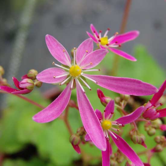 Cortusifolia Emi JP -0