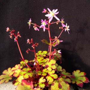Cortusifolia-Kazumi JP-0