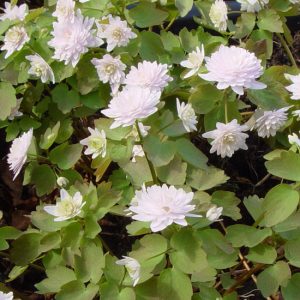 thalictroides Merijam JP-0