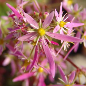 Cortusifolia-Naomi JP-0