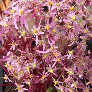 Cortusifolia-Shirouma-dake JP-0