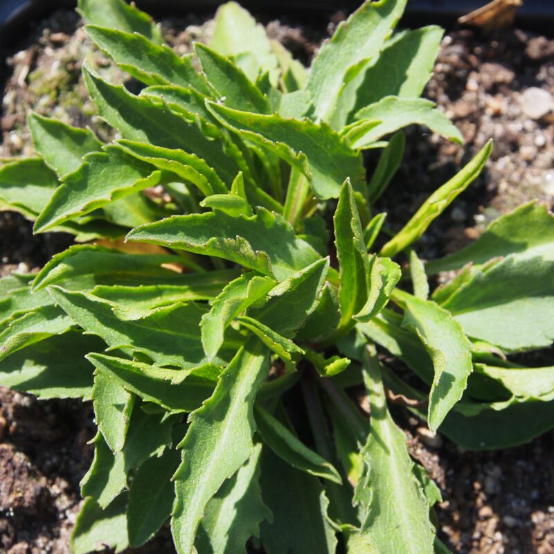 Solidago virgaurea var. minutissima