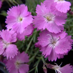 grantianopolitanus Sternkissen-0