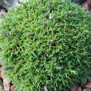 erinarius (webbianus)-0
