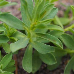 triflora-0