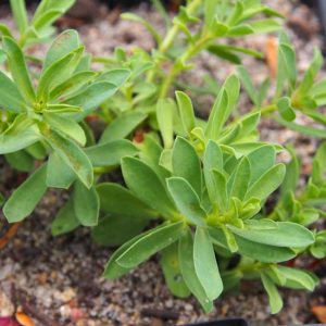 triflora-7794
