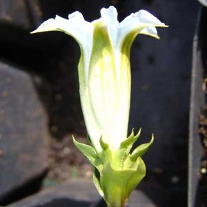 angustifolia Alba-0