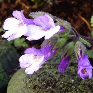 rhodopensis-7769