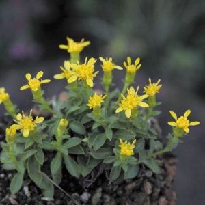 Solidago virgaurea var. minutissima