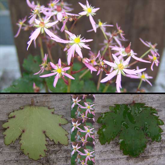 cortusifolia x obtusocuneata Pink Fantasie JP-0