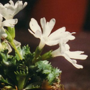 minima Alba-0
