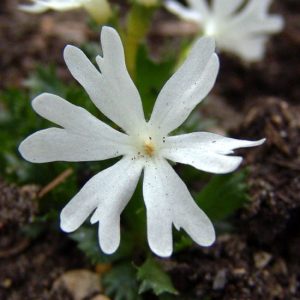 minima Alba-7969