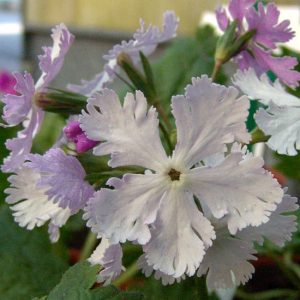 sieboldii Lilac Sambonnet-0