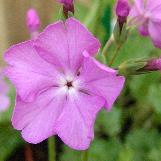 sieboldii Mannakorra-0