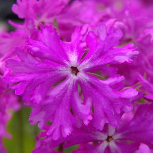 sieboldii Pago Pago-0