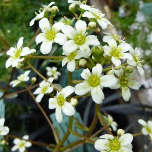 x paniculata Orientalis-0
