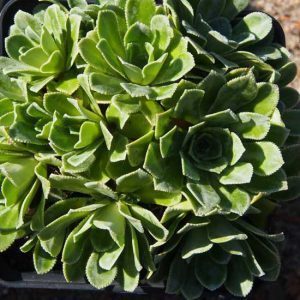 cotyledon Southside Seedling-7588