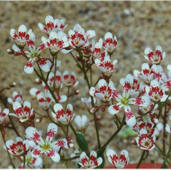 cotyledon Southside Seedling-0