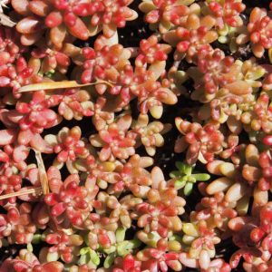 album Coral Carpet-0