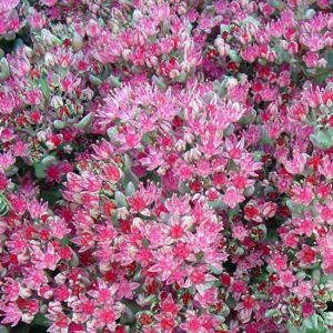 Cauticolum Kultivar Robustum-0
