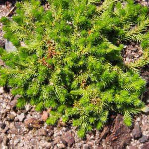 sibirica-0