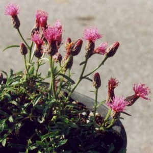 seoanei-0