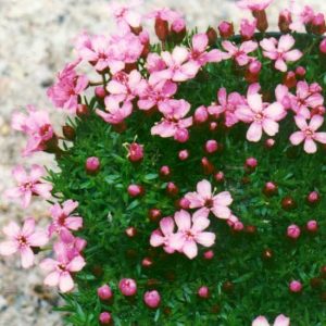 acaulis Floribunda-0