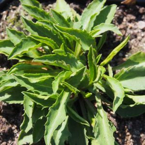 virgaurea var. minutissima-0