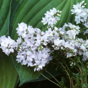 prostrata Alba-0