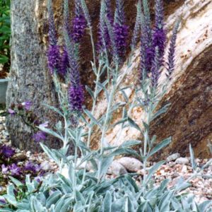 spicata ssp. spicata Silberteppich-0