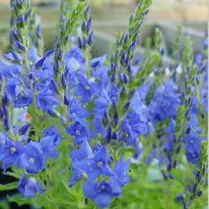 teucrium Spode Blue-0