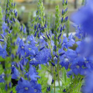 teucrium Spode Blue-7498