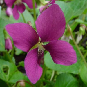 sororia Rubra-0