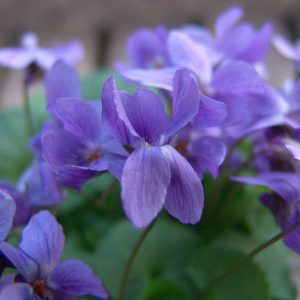 odorata Königin Charlotte-0